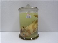 藏品(花軟唇)的圖片